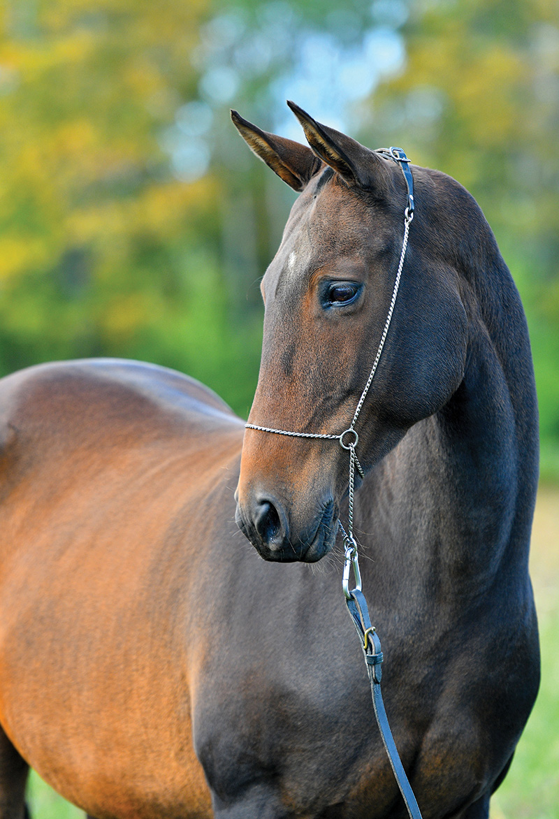 A headshot of an Akhal-Teke