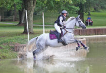 A gray American Warmblood competing in cross-country