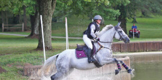 A gray American Warmblood competing in cross-country