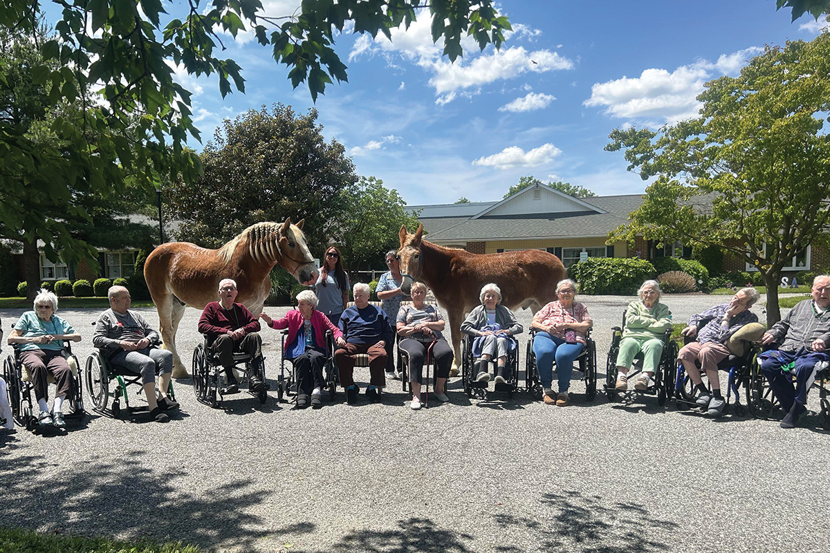 A Belgian Horse and Belgian Draft mule working as therapy horses at a senior facility.