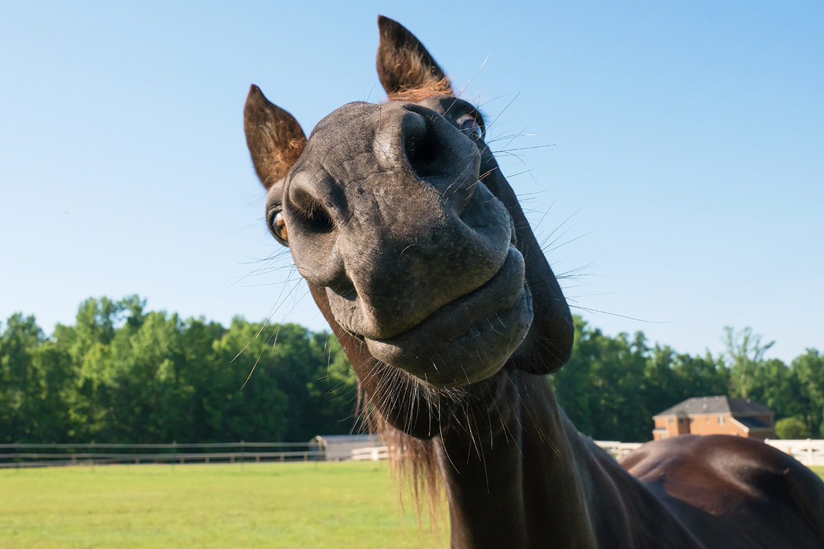 A horse making a silly face, making it deserving of a silly name