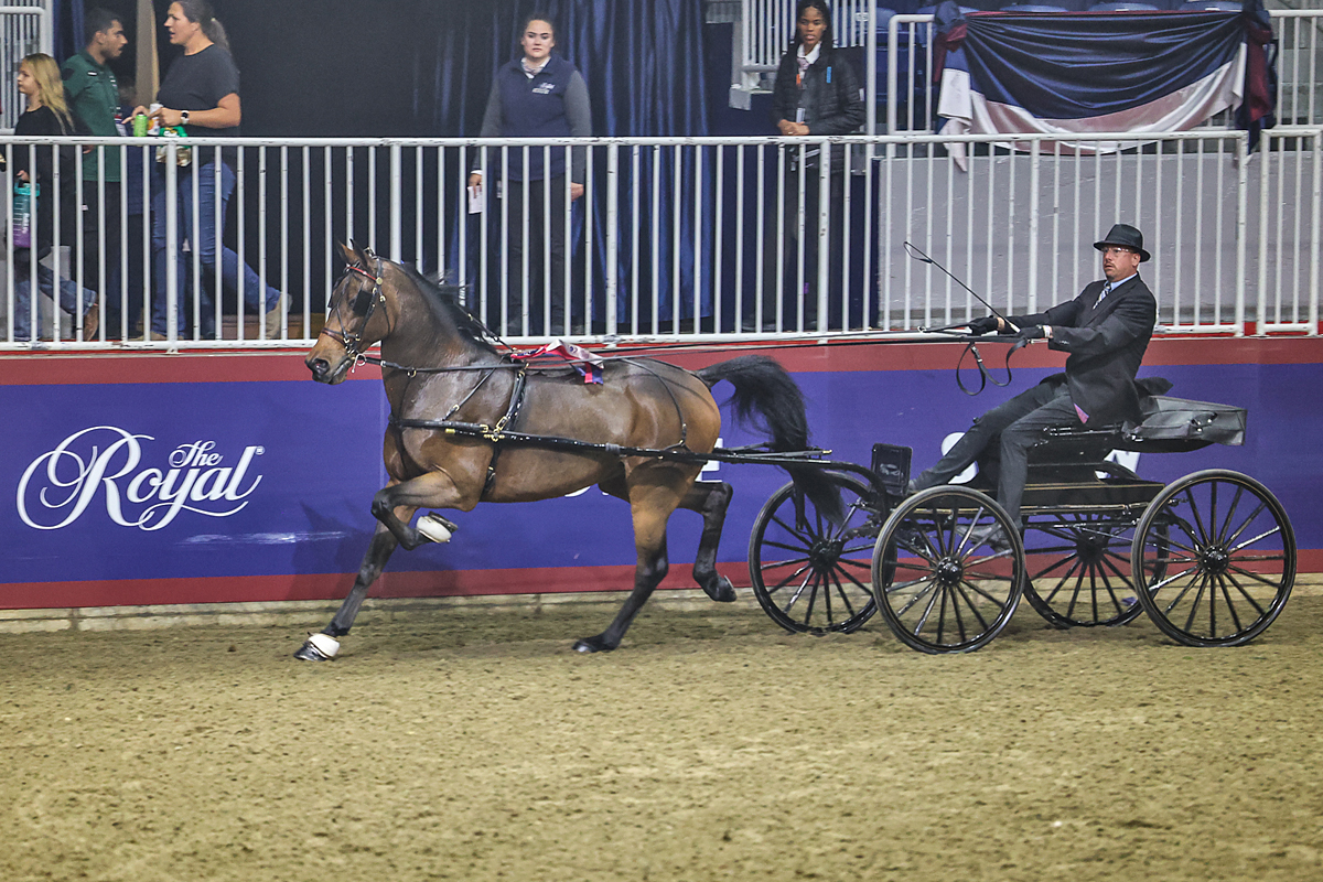 First place in the Canadian Road Horse to Cart class for Standardbreds, Robin U Blind driven by Dale Salisbury.