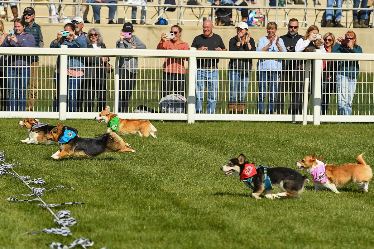 Corgi racing