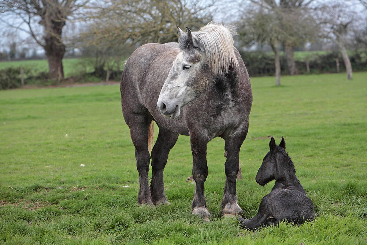 A Percheron mare and foal