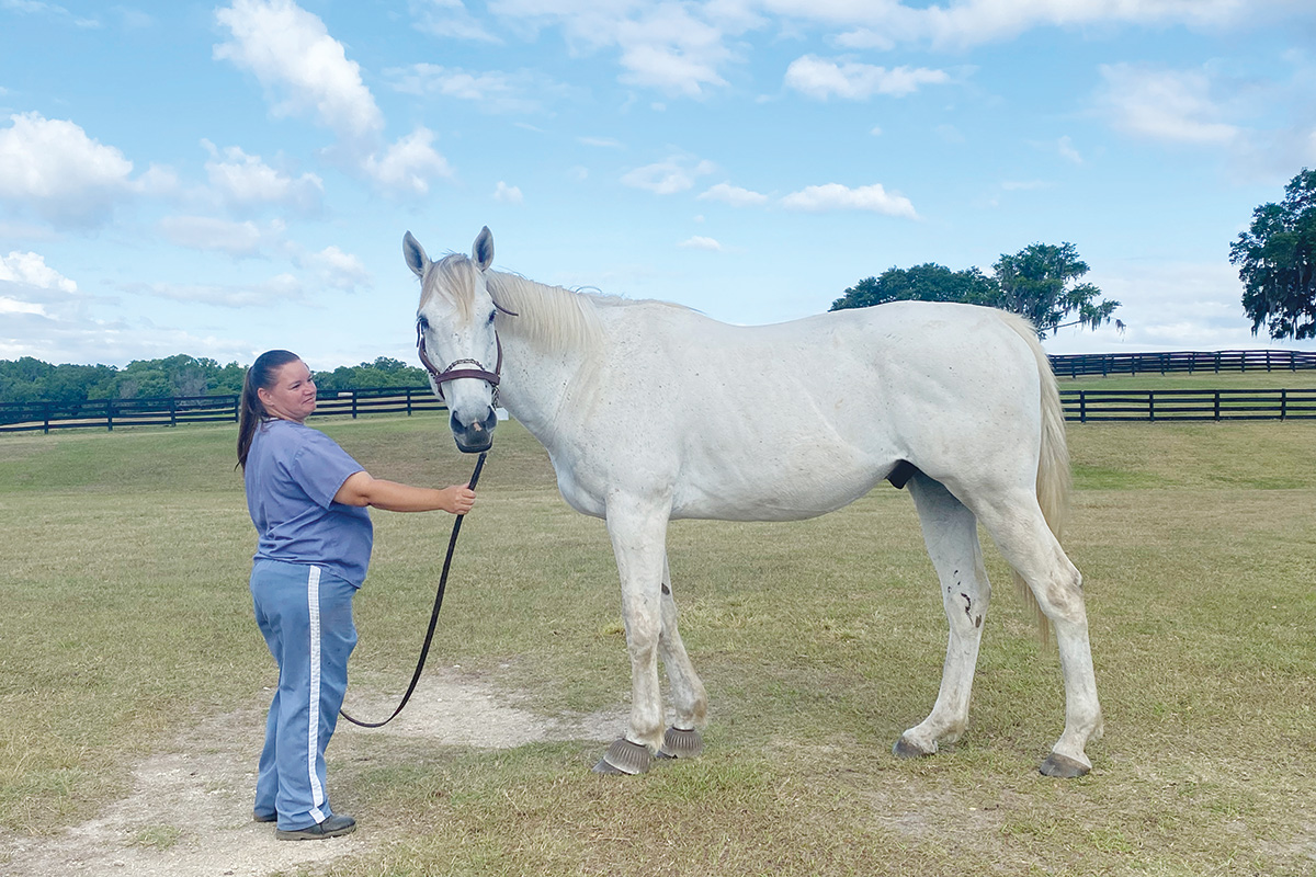 A woman holds a gray horse for a photo