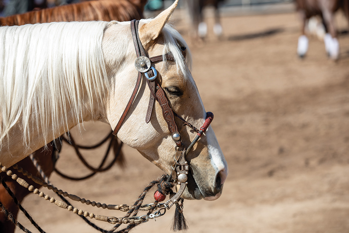 A palomino wearing a bosal bridle