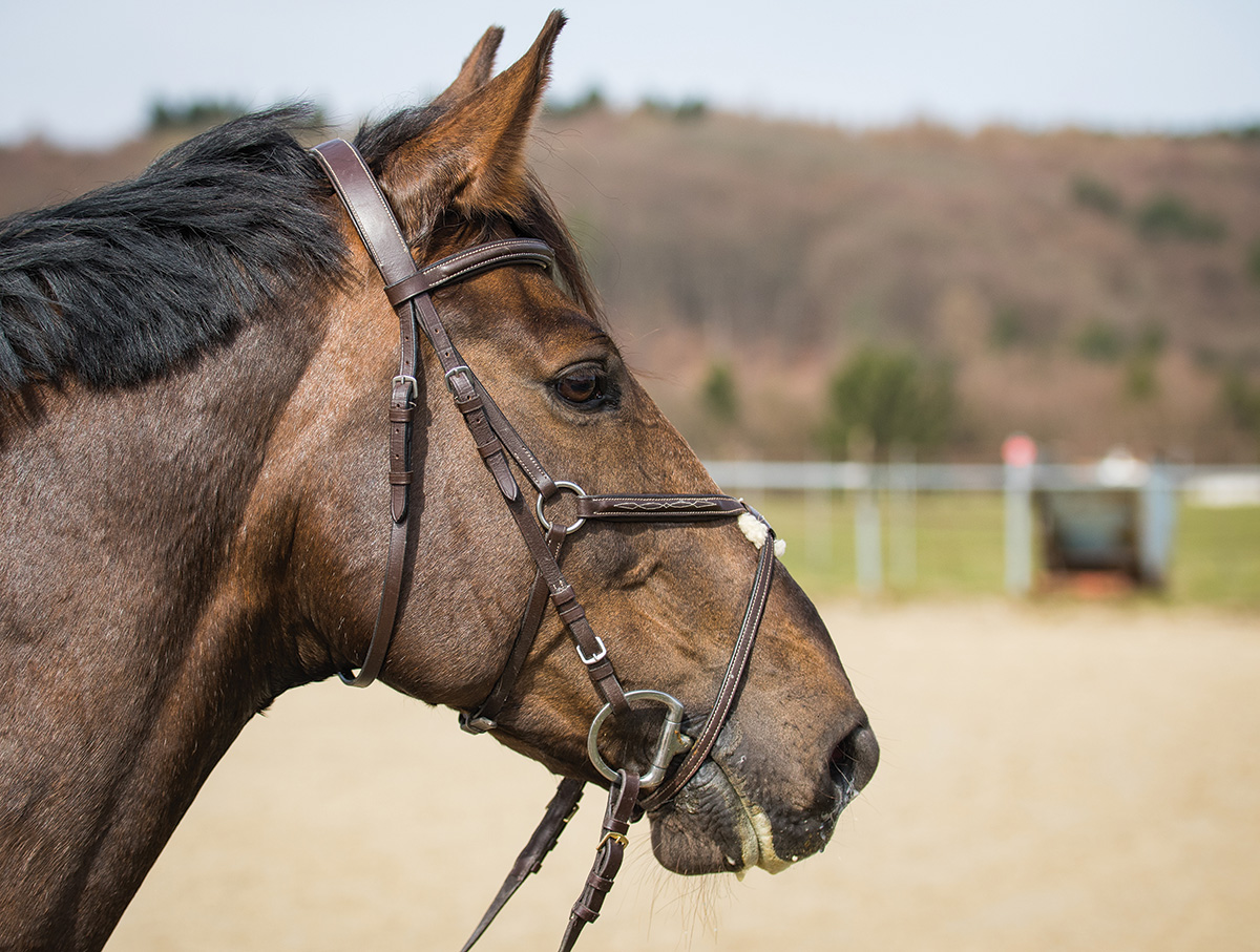 A closeup of a horse in a bit with a cheekpiece