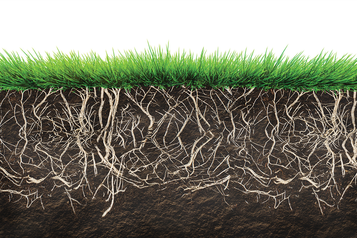 An illustration of the root system beneath grass