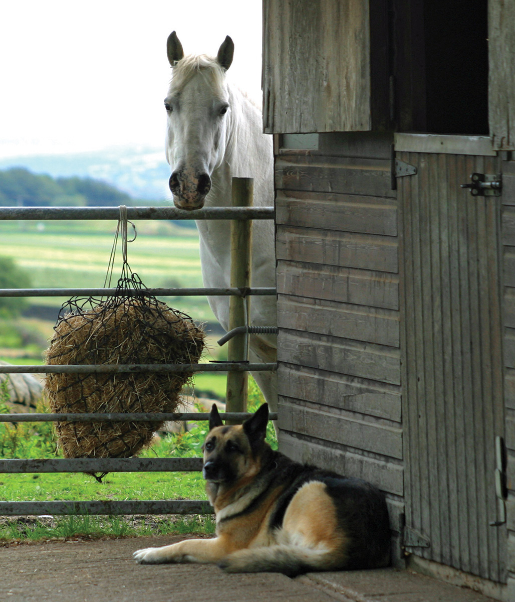 A gray gelding and a German Shepherd at the barn