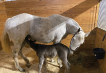 A nurse mare with a foal.