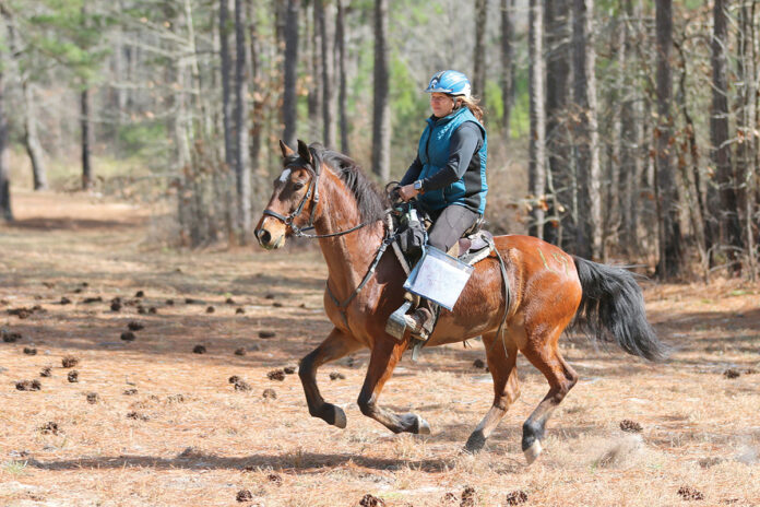 Paso Fino Horses - Horse Illustrated