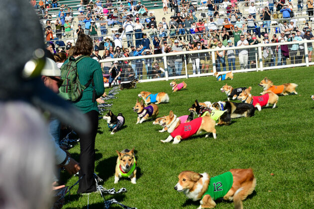 A throng of runners-up Corgis swarmed into their owners’ arms right behind the leaders