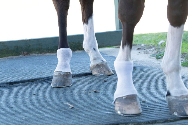 Using socks on a horse's legs helps keep them clean — a grooming hack