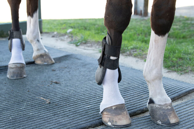 A sock secured to an equine's leg to keep it clean