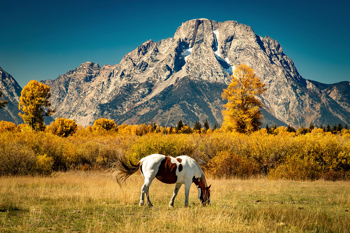 A chestnut pinto in front of a mountain