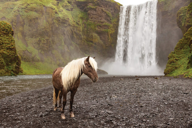 An Icelandic Horse in front of a waterfall