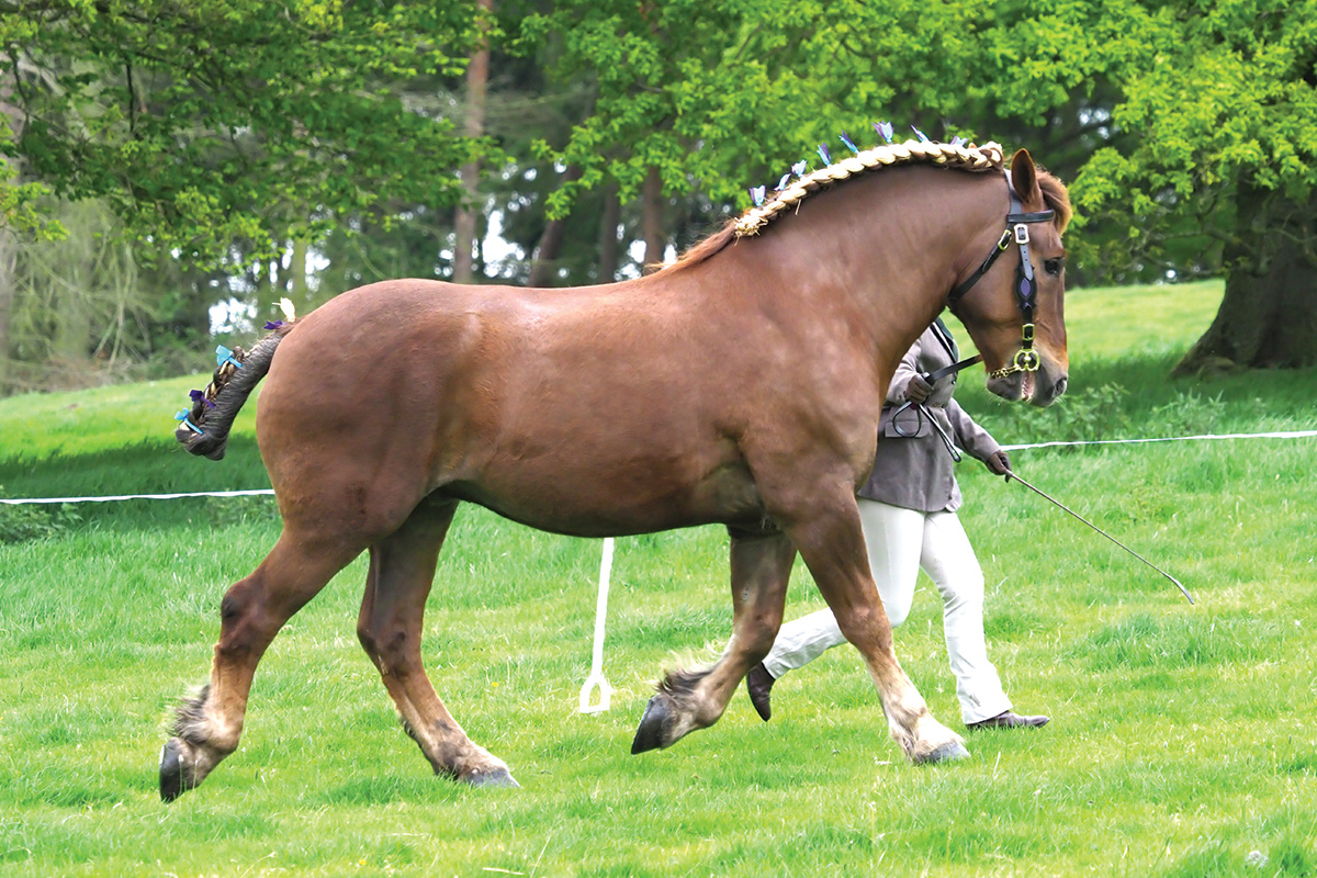 A Suffolk Punch being shown