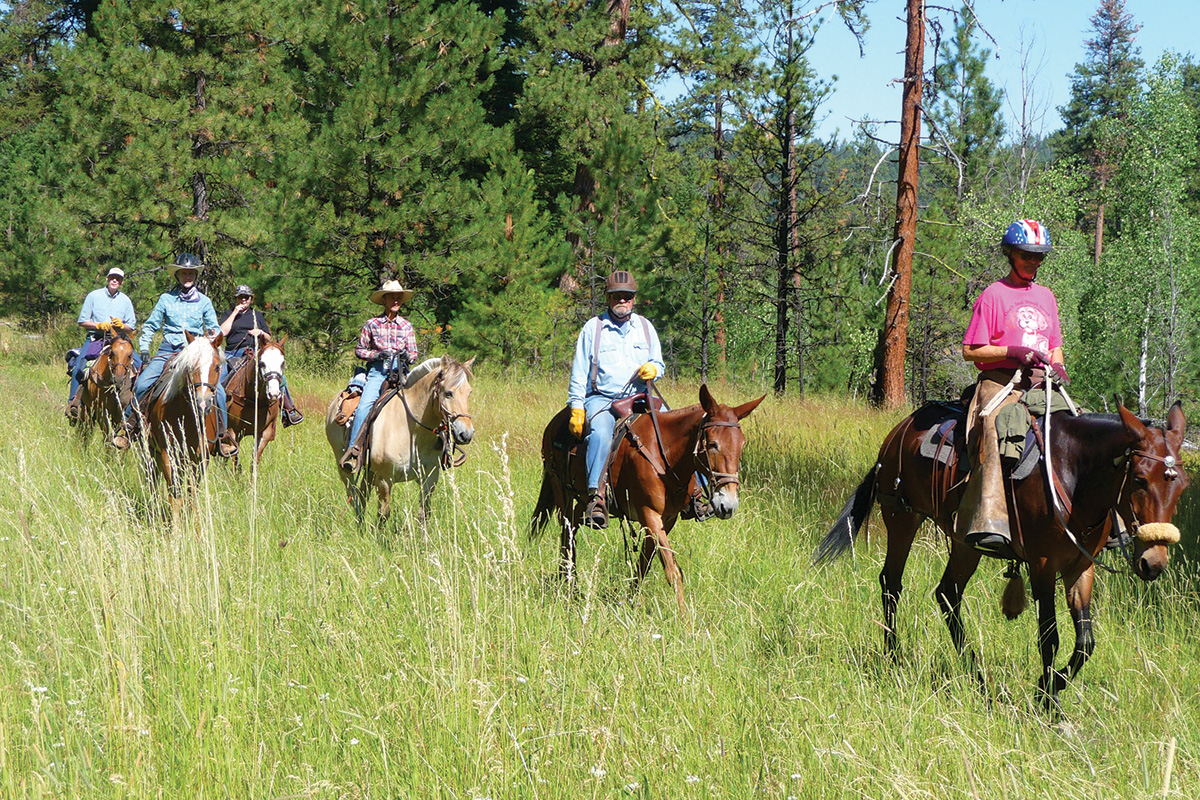 Trail riding with mules and other equines