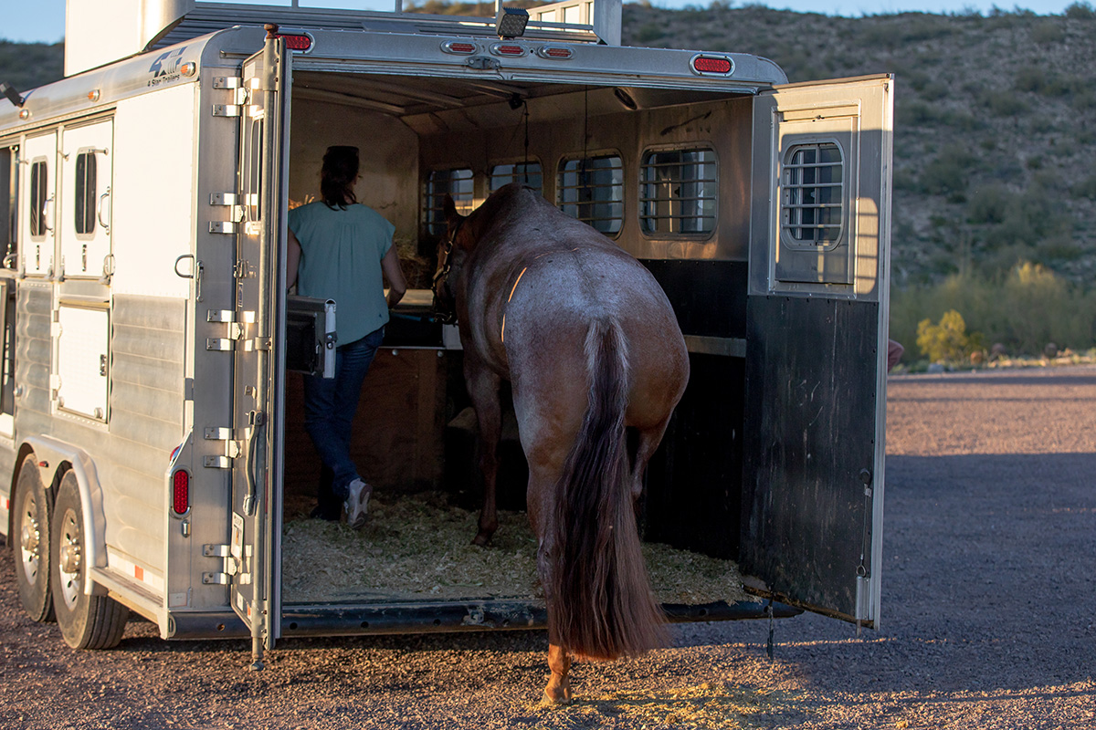 The horse trailer, which is an easy place for a horse beginner to make mistakes.