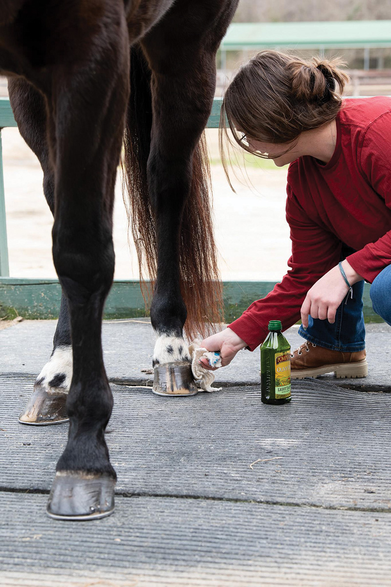 Olive oil being used to shine hooves