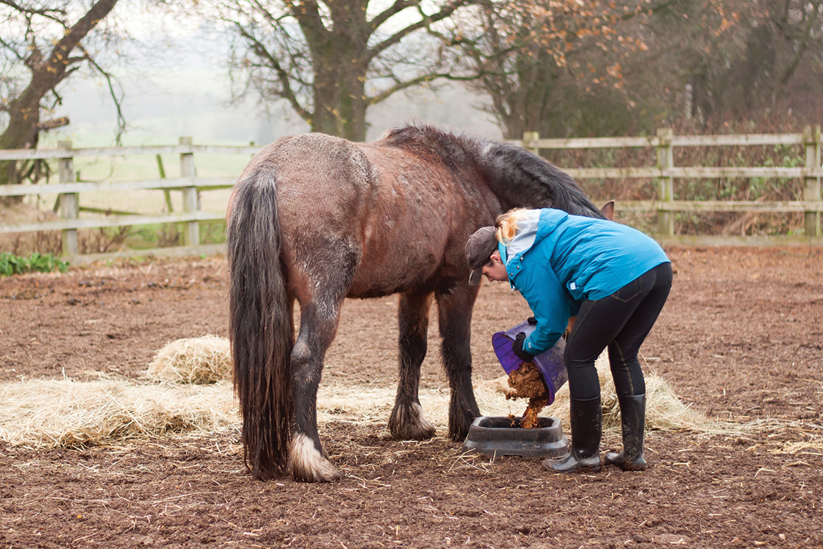 A horse owner caring for her horse in wet, rainy weather. If you keep your horse at home, you have to go out to feed multiple times per day, no matter the weather. 