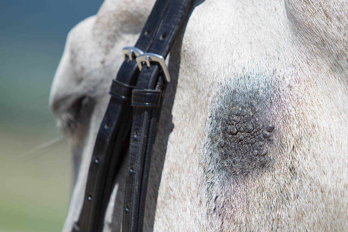 An example of how these tumors can look like warty, crusty, bumpy skin growths