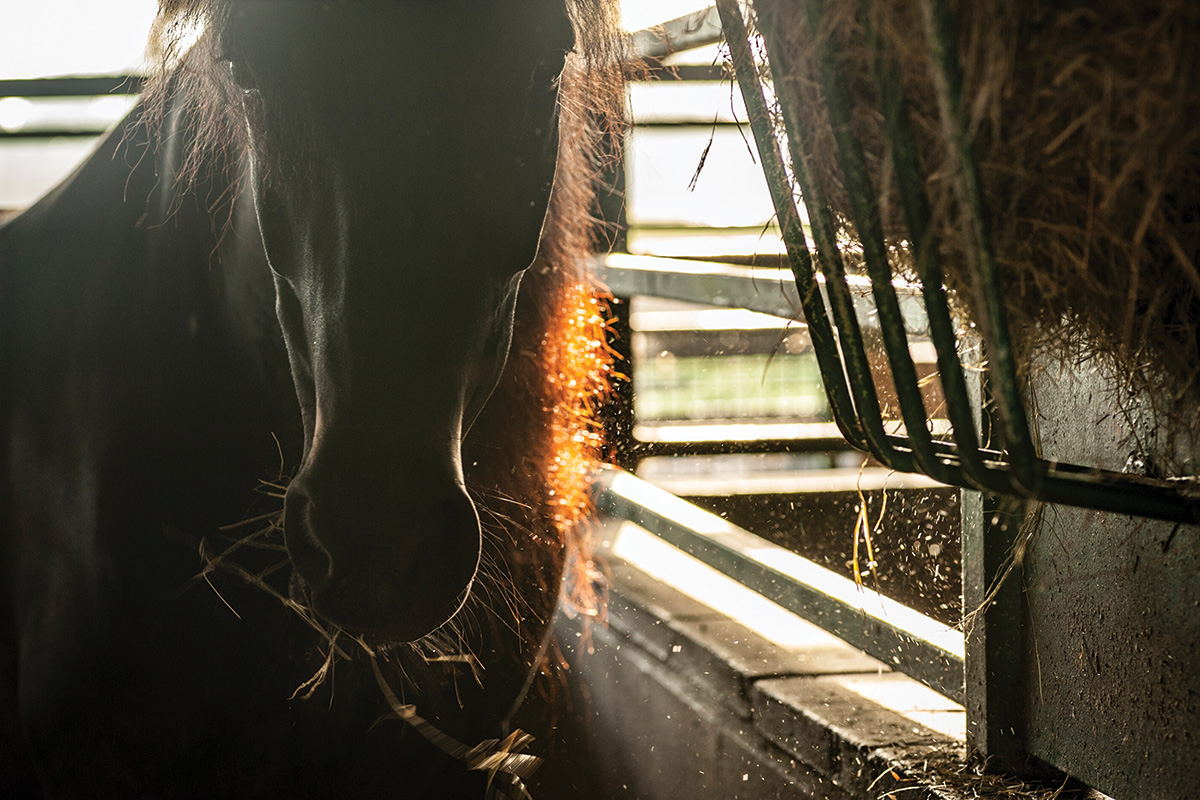 A horse eating free-choice hay, which is helpful in the prevention of ulcers