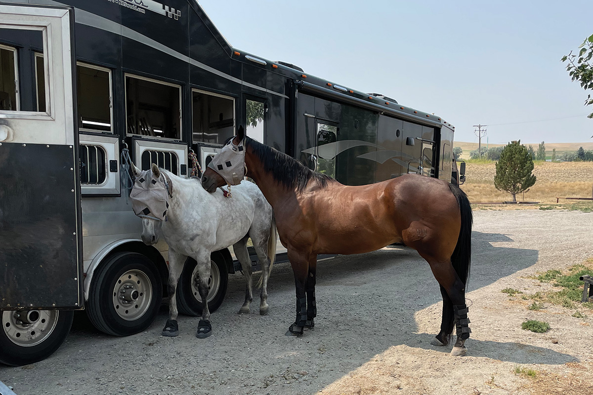 Two horses taking a rest on a long-distance hauling trip