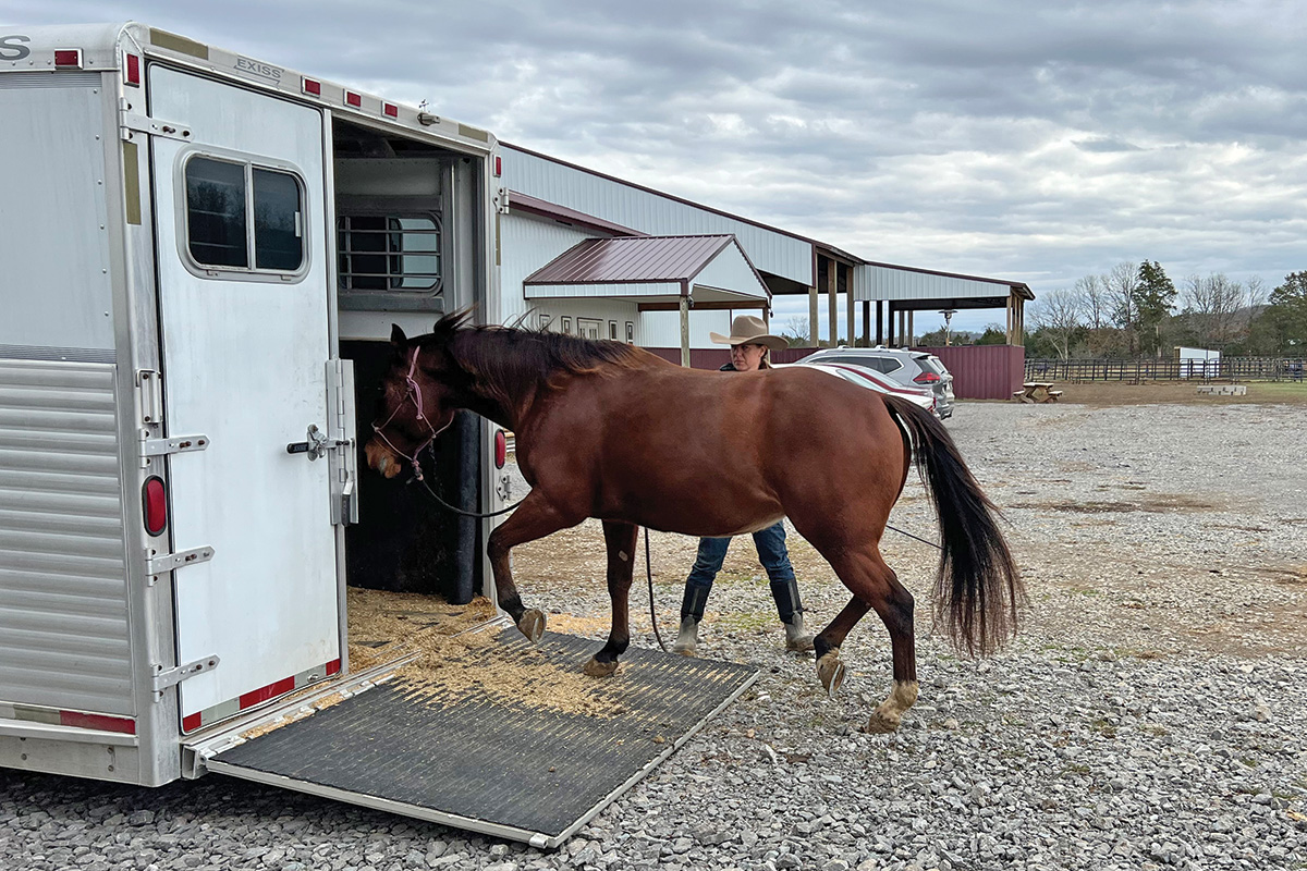 A horse self-loads into a trailer