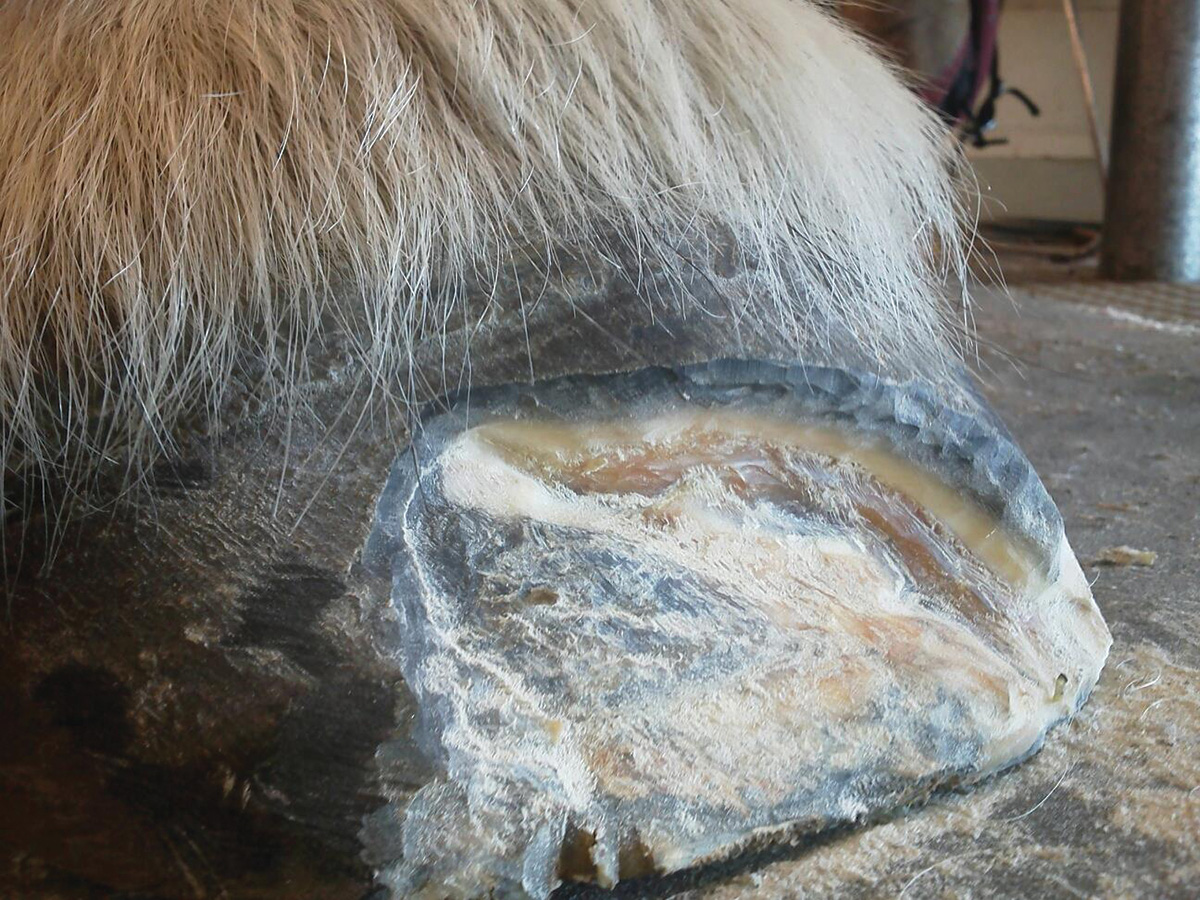 Debriding a horse's foot to treat white line disease