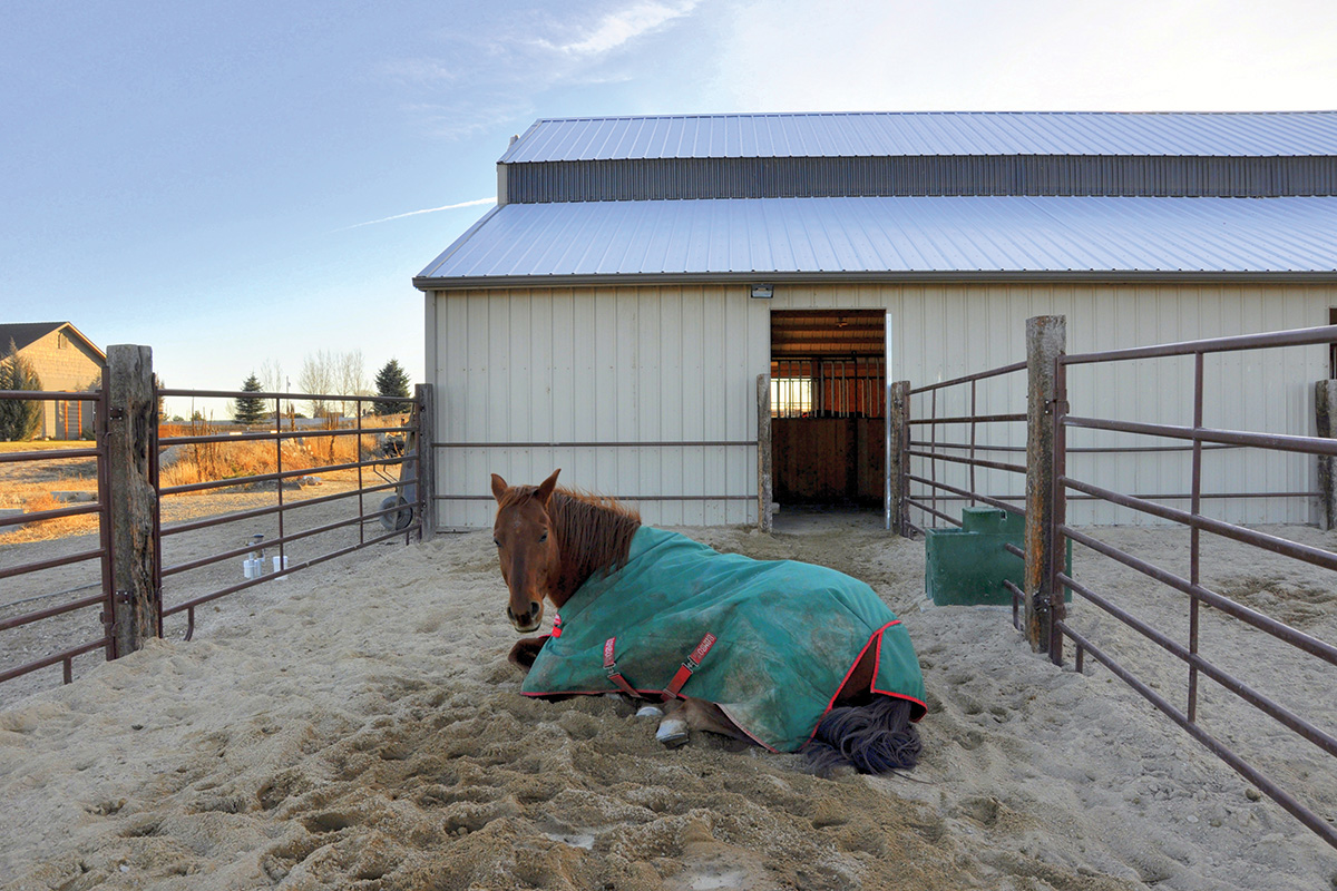 A horse laying down in a confinement area, used for winter horse pasture management.