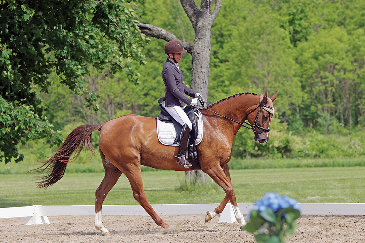 A chestnut competing in dressage