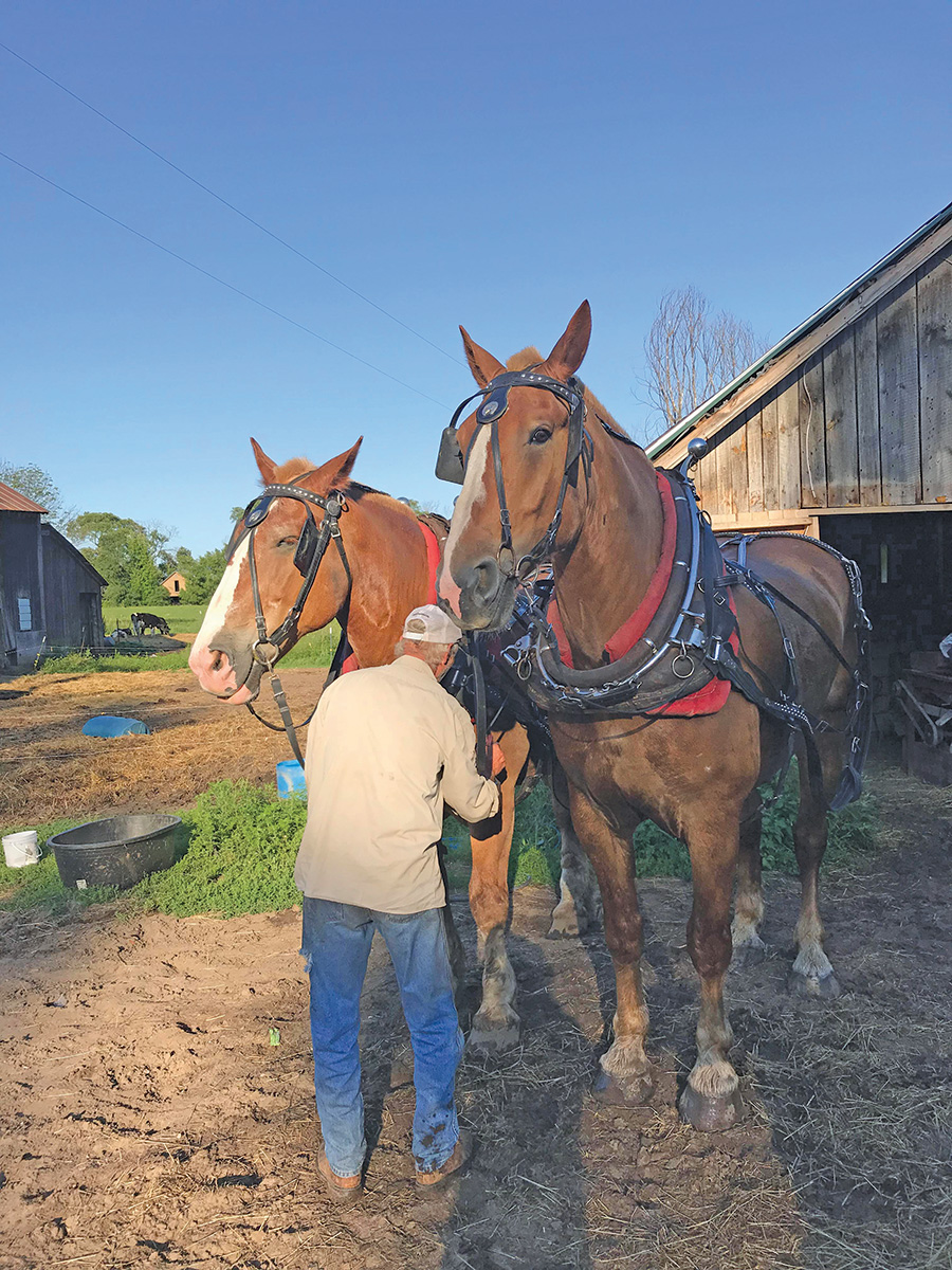 Harnesses being put on two Belgian Draft Horses.