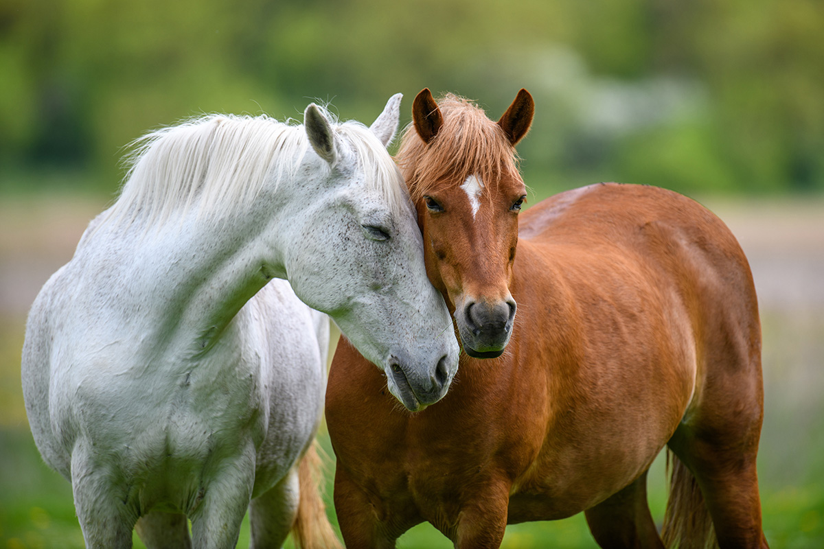 Two horses snuggling. What would you name them?