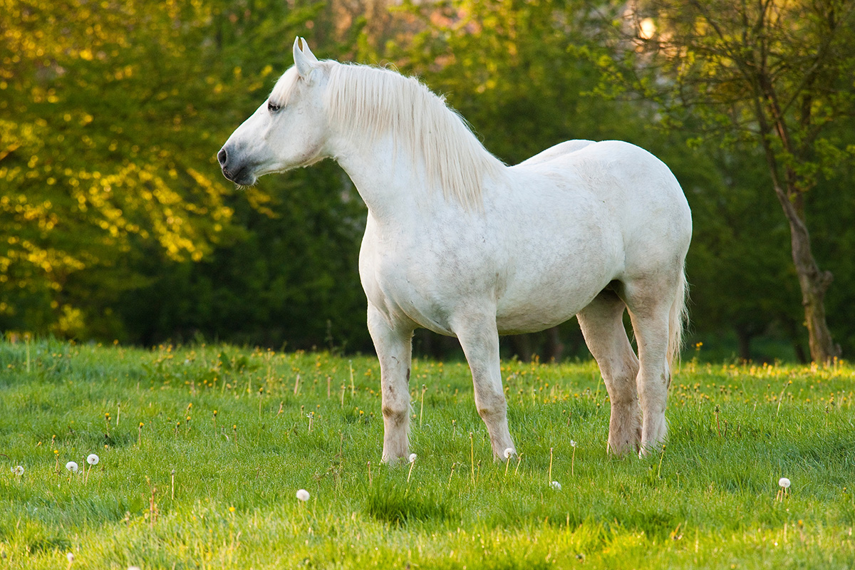 A Boulonnais, one of the biggest horse breeds in the world