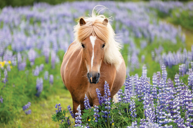 A pony in a field of lupine flowers