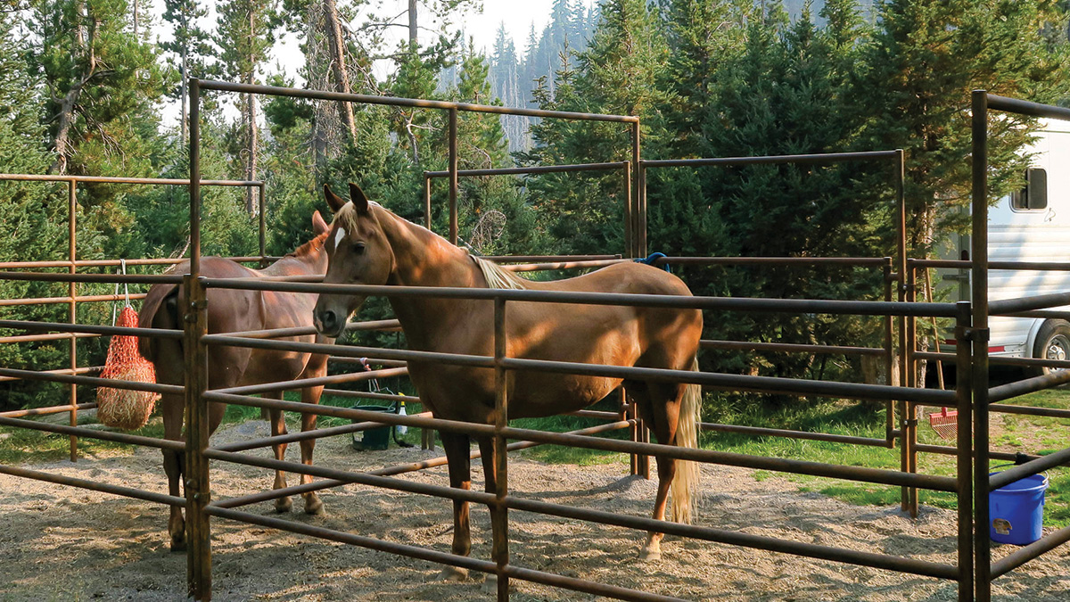 Horses in pens while camping