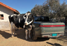 A cow standing next to a Rivian R1T