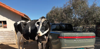 A cow standing next to a Rivian R1T