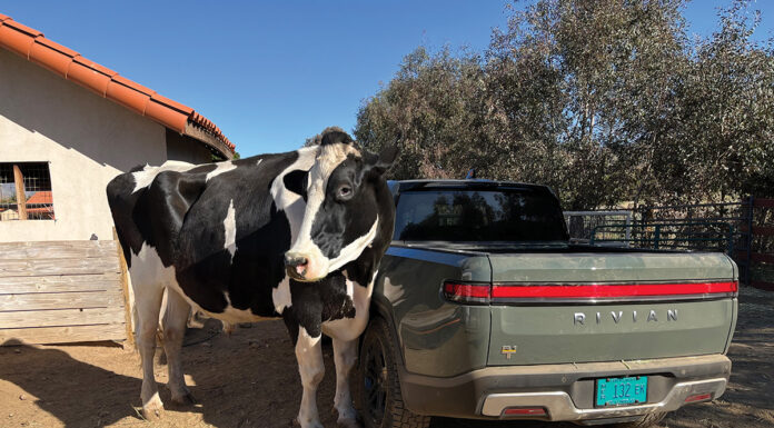 A cow standing next to a Rivian R1T