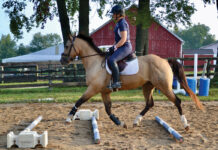 Trotting a horse over ground poles as a training device.