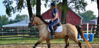 Trotting a horse over ground poles as a training device.