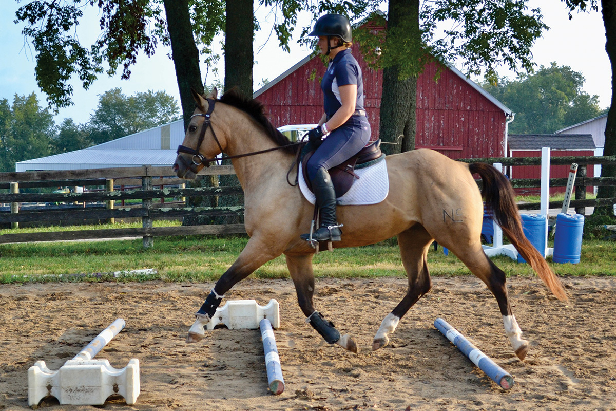 Trotting a horse over ground poles as a training device.