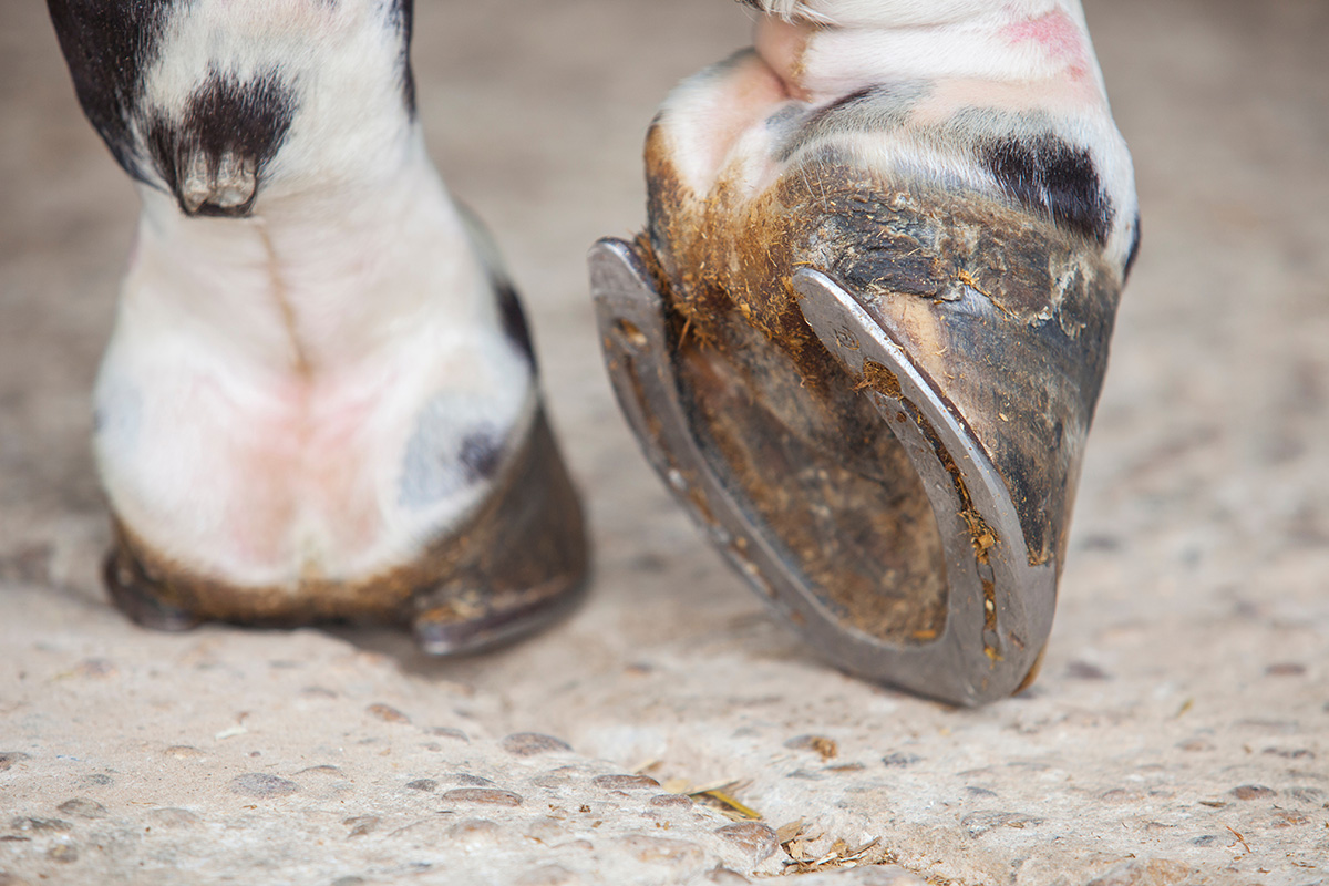 A horse's hoof. Improper hoof care is a mistake beginners must avoid.