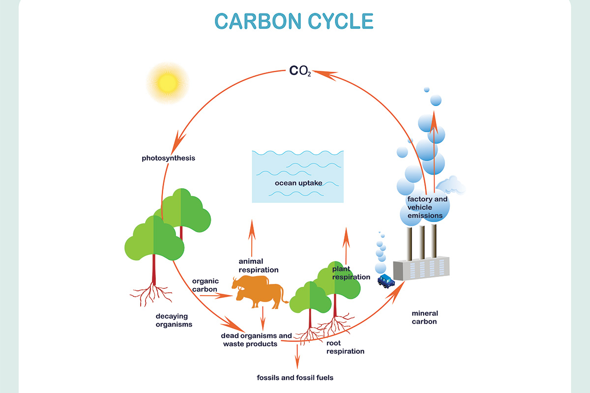 An illustration of the carbon cycle