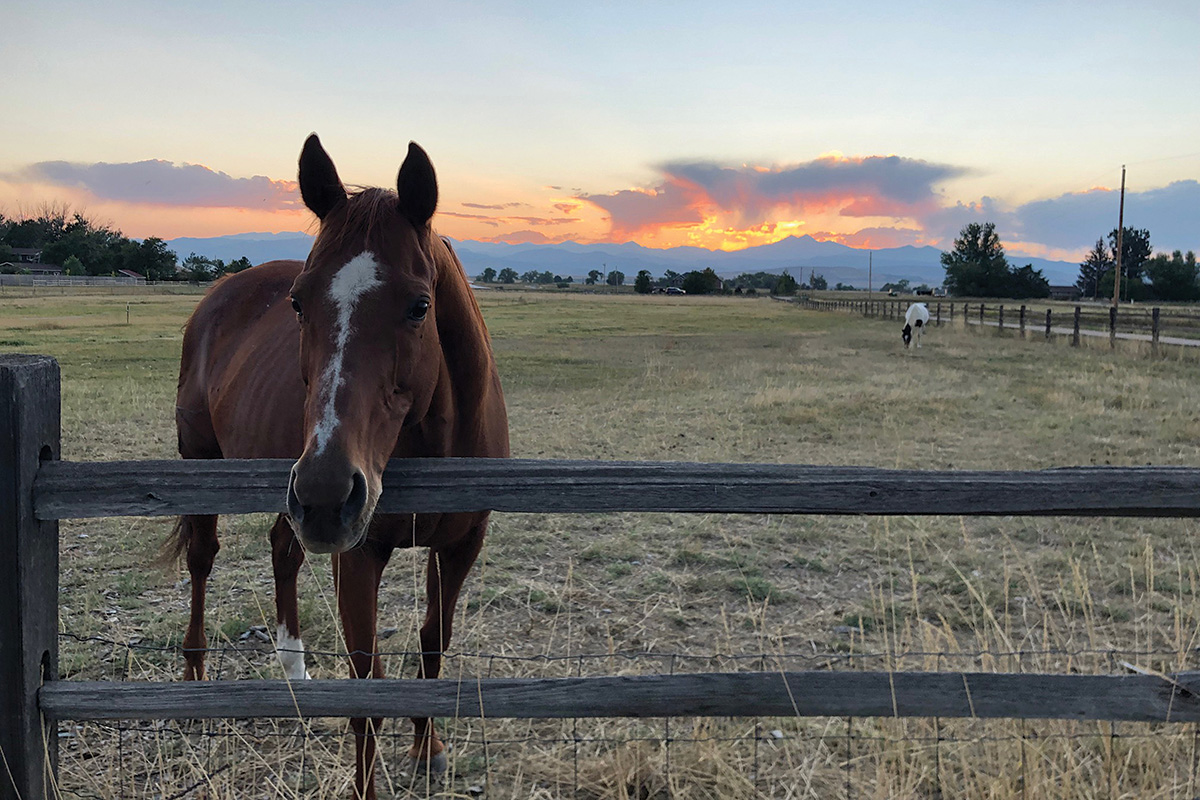 A senior horse in a field with a mountain sunset in the background