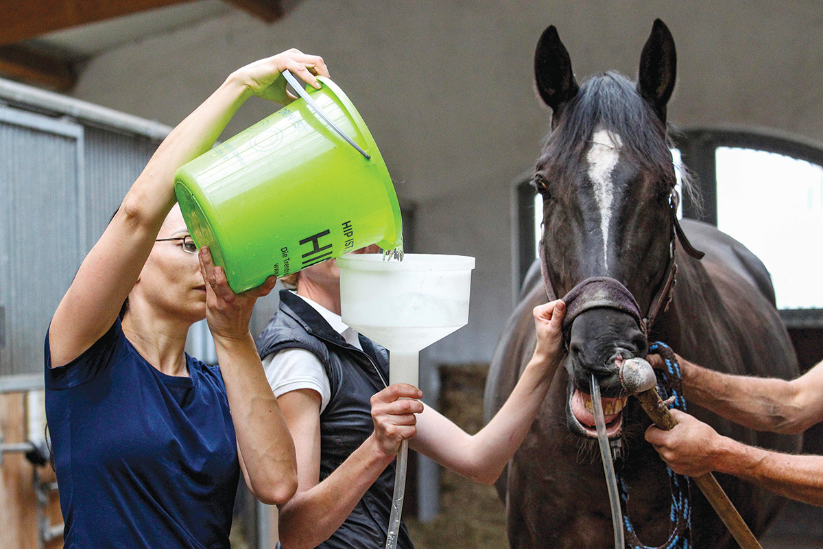 A horse with a case of sand colic being treated with a mixture of psyllium and water or mineral oil via nasogastric tube