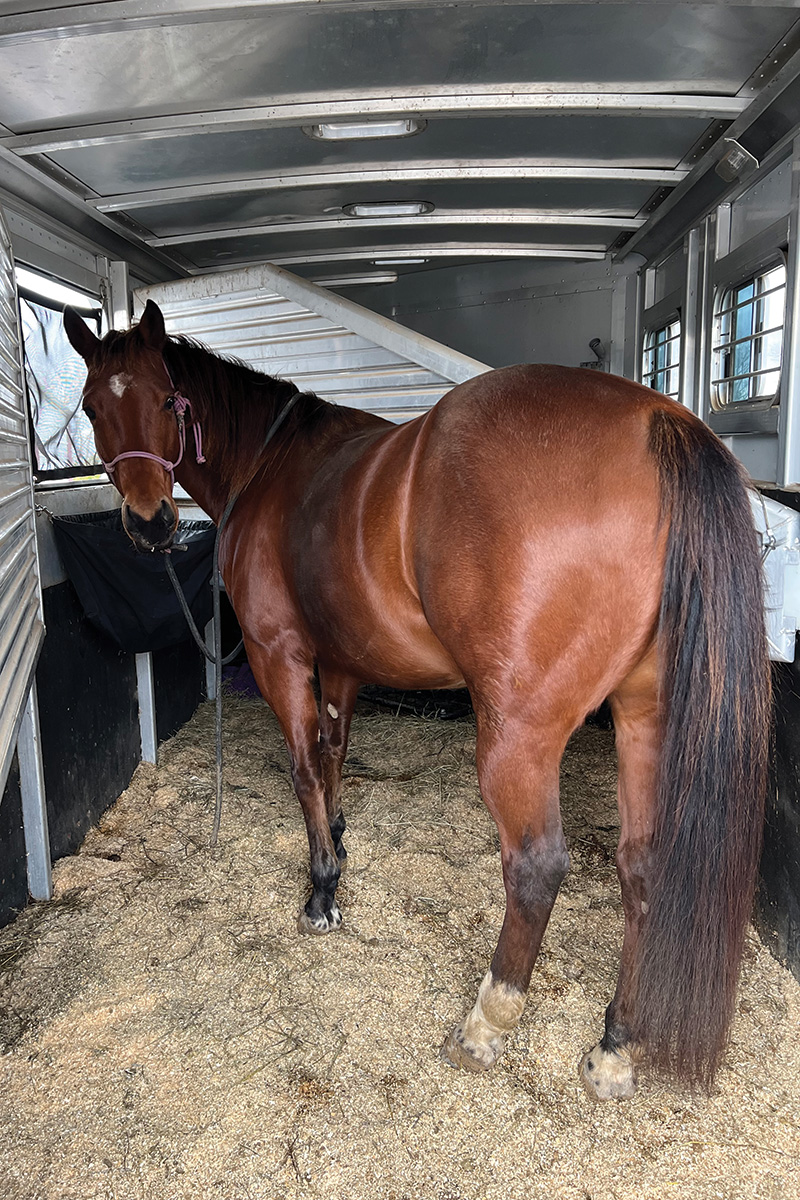 A horse stands in a trailer after self-loading