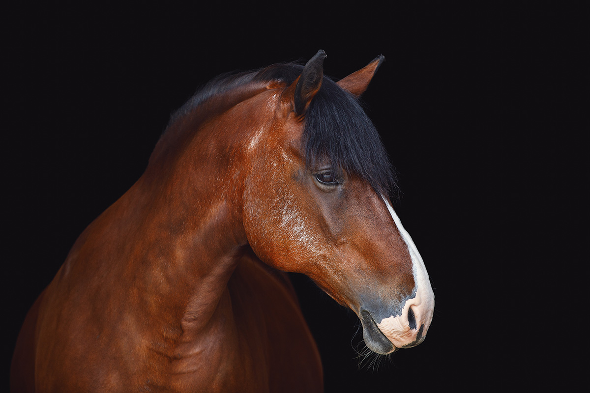 Headshot of a draft mare