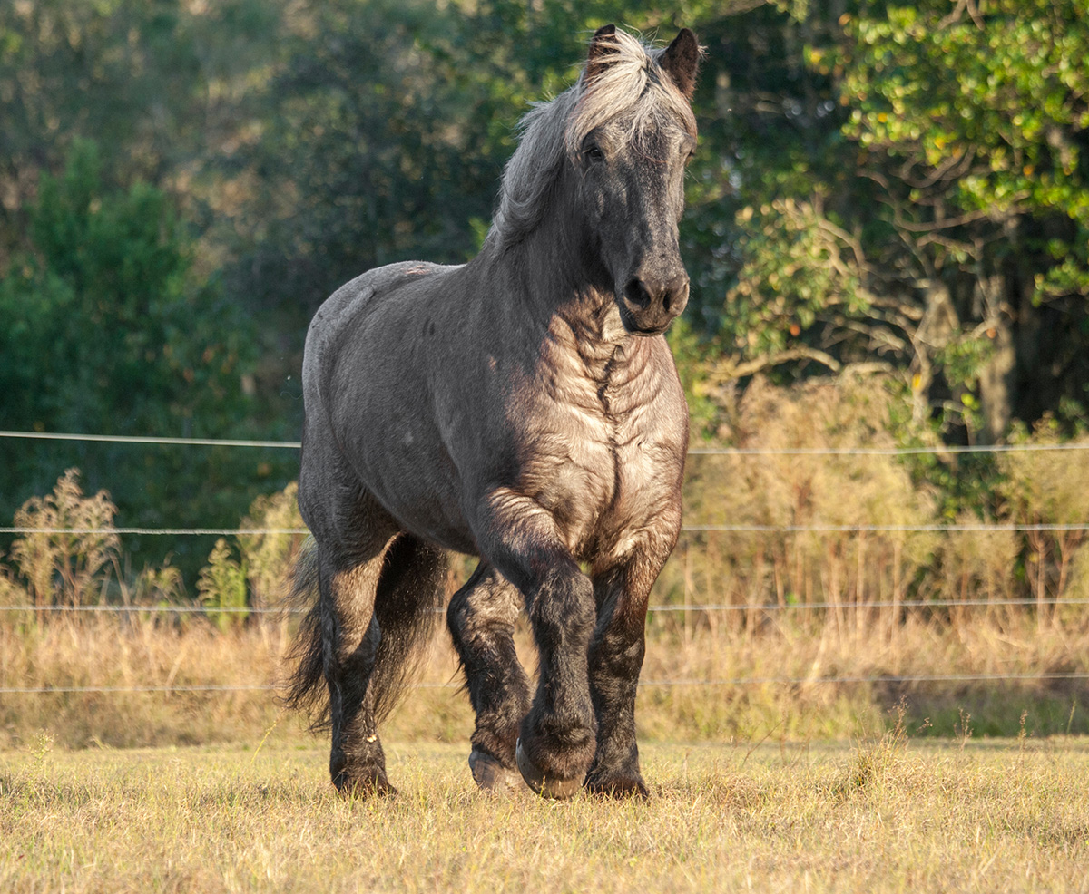 A Brabant, one of the biggest horse breeds in the world